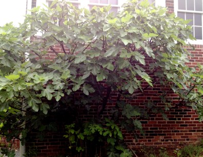 The fig tree, my favorite fruit.