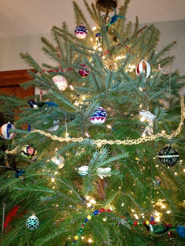 A beautiful live Douglas Fur.