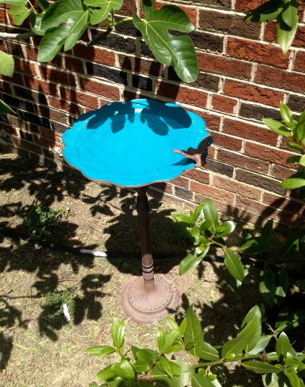 Back in the Fig-Tree garden.