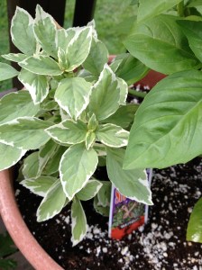 Variegated Basil Plant.