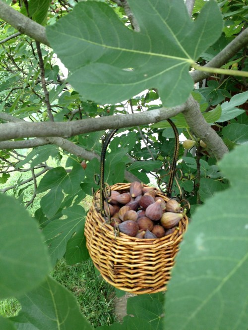 My Happy Fig Trees.