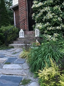 The climbing hydrangea in full bloom!