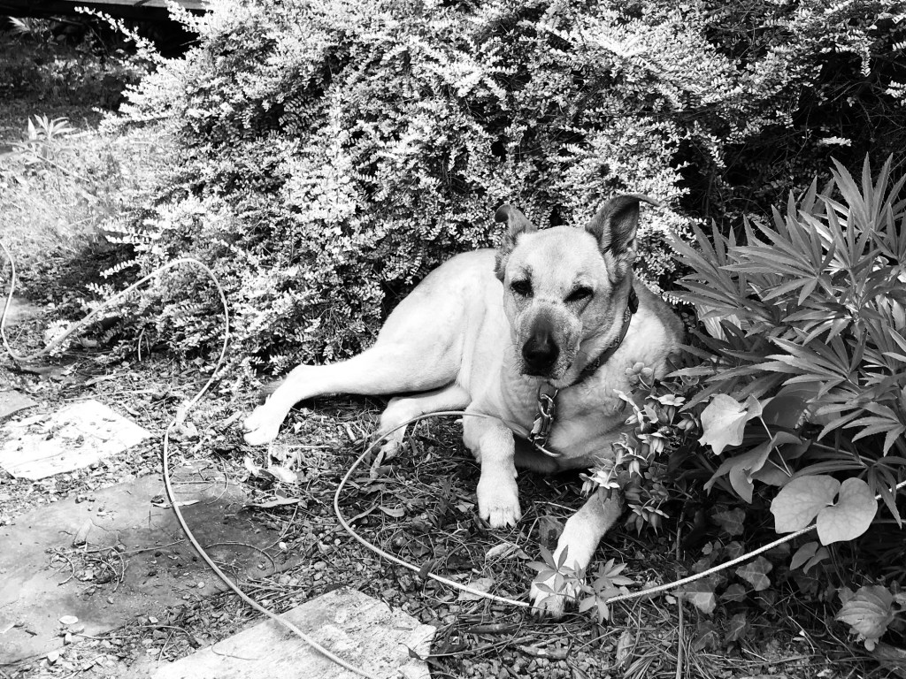 Portraits of a Very Good&nbsp;Dog